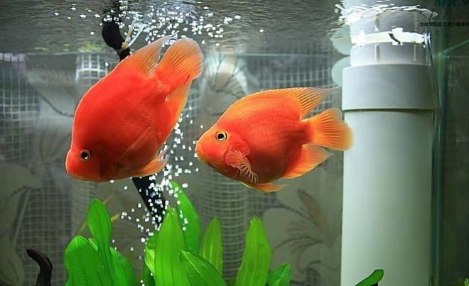 龍魚鰓蓋損傷后需要單獨飼養多久（龍魚鰓蓋損傷后多久可以恢復龍魚鰓蓋損傷后多久可以恢復）