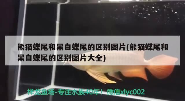 龍魚鱗片腐蝕能自行恢復嗎，如何判斷龍魚鱗片是否健康，如何預防龍魚的鱗片腐蝕