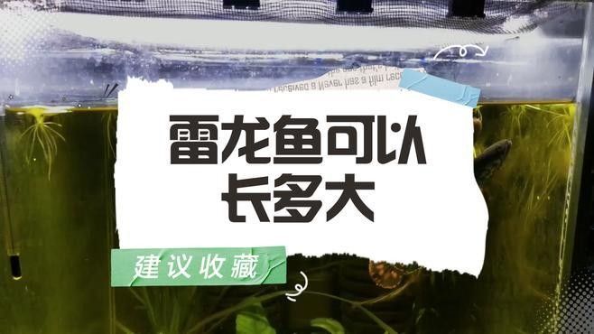 七星雷龍魚需要多大的魚缸（七星雷龍魚的個體大小） 七星雷龍魚需要多大的魚缸（七星雷龍魚的個體大小） 龍魚百科 第3張