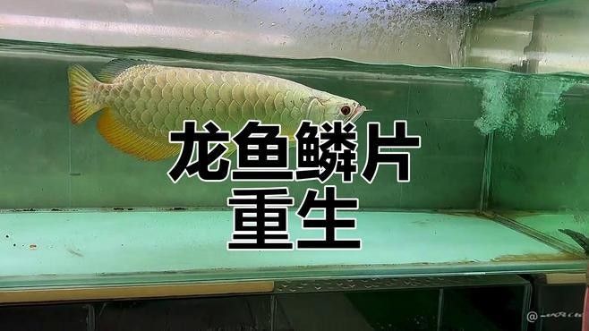 龍魚鱗片恢復后會有色差嗎（zili,龍魚鱗片充血和鱗片發黑怎么辦）