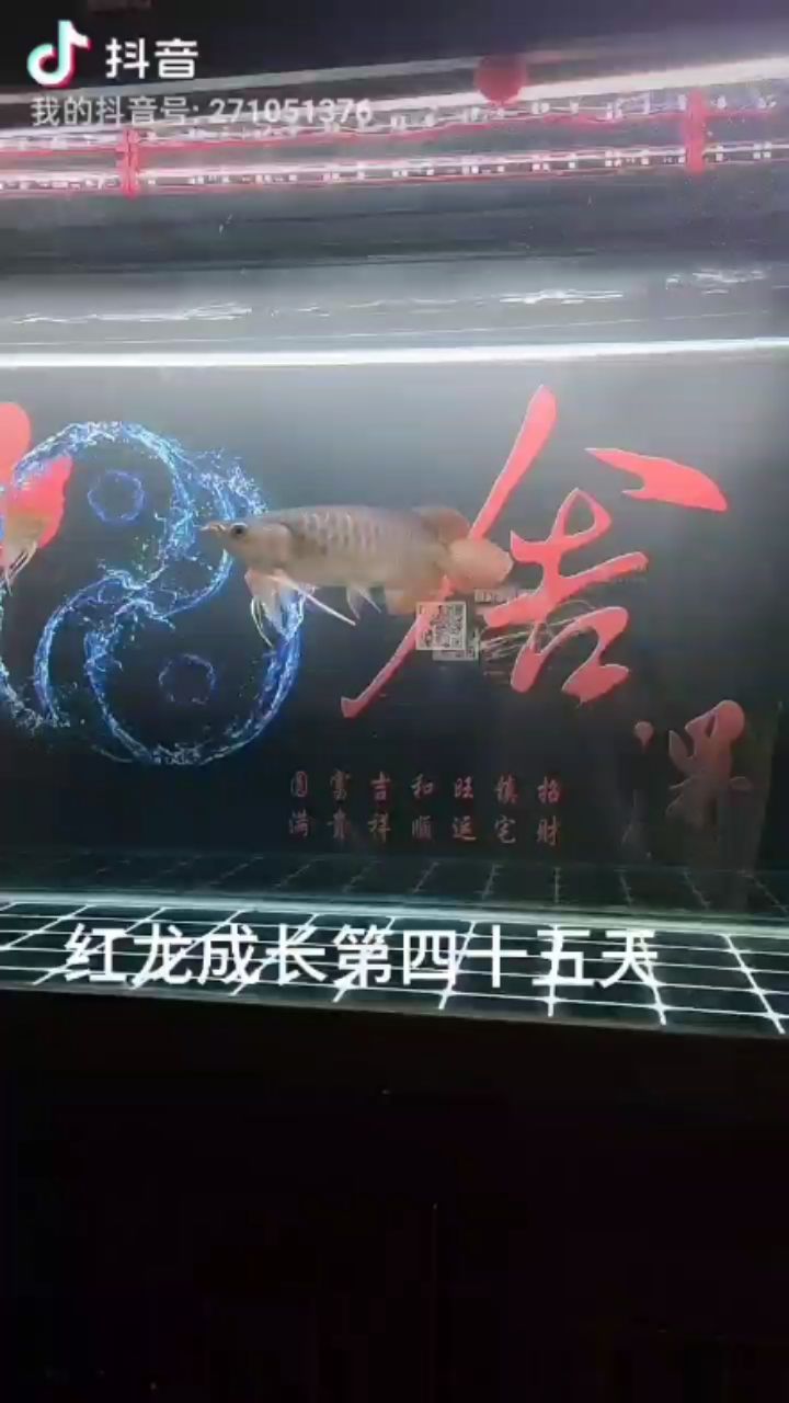 記錄紅龍成長（紅龍成長第四十五天，超人馬丁魚友說：用啥燈）