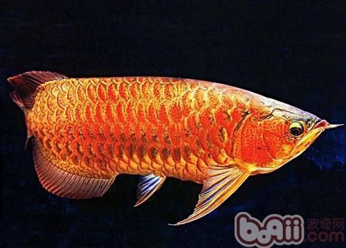 洱源哪個水族館龍魚好？祥龍魚場龍魚（廣州龍魚祥龍魚場龍魚養殖技巧與注意事項與注意事項）