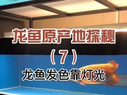 龍魚側(cè)燈一般選擇多少瓦（——龍魚側(cè)燈使用方法）
