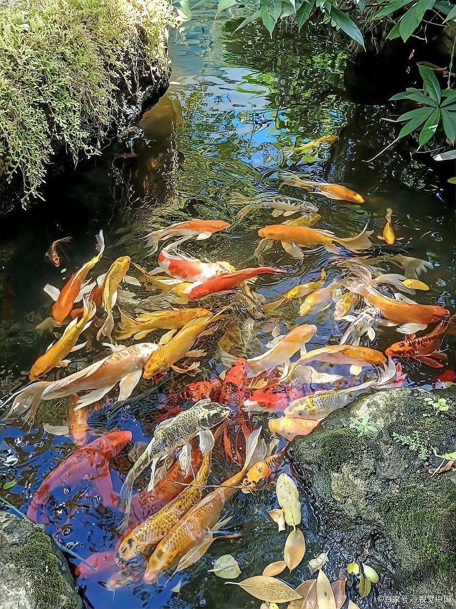 龍魚翻肚皮后如何急救？（魚翻肚皮了怎么辦氧寵博士龍魚翻肚急救法+4個避坑指南）