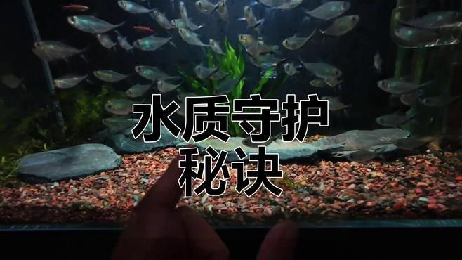 雷龍魚沙子多久清洗一次（雷龍魚沙子多久清洗一次雷龍魚缸沙粒何時清洗一次）