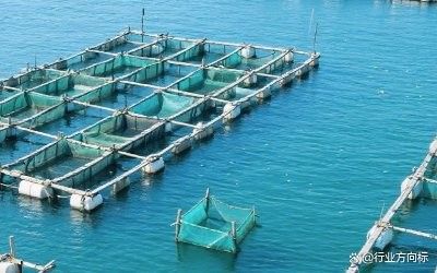 淡水海龍魚多久喂一次小魚干合適（淡水海龍魚多久喂一次小魚干）