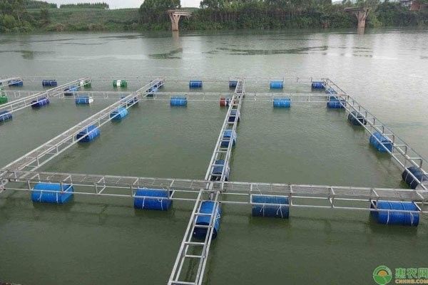 淡水海龍魚多久喂一次小魚干合適（淡水海龍魚多久喂一次小魚干）