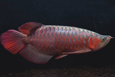 龍魚掉眼會影響壽命嗎視頻播放（龍魚掉眼會影響壽命嗎視頻播放）（關于龍魚眼球脫落的問題） 龍魚掉眼會影響壽命嗎視頻播放（龍魚掉眼會影響壽命嗎視頻播放）（關于龍魚眼球脫落的問題） 觀賞魚百科