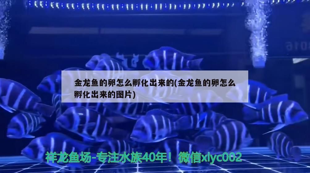 東營觀賞魚市場價(jià)格表（東營魚缸批發(fā)市場）（東營觀賞魚市場價(jià)格）