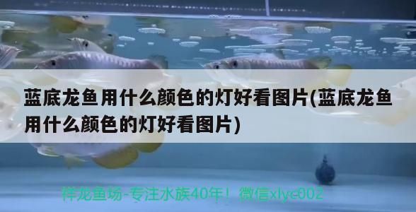 藍底龍魚用什么顏色的燈好看圖片(藍底龍魚用什么顏色的燈好看圖片)（藍底龍魚用什么顏色的燈好看）
