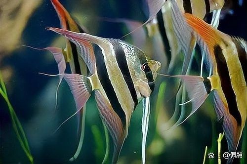 泰國大鯽魚多久喂一次（泰國大鯽魚的喂食頻率）