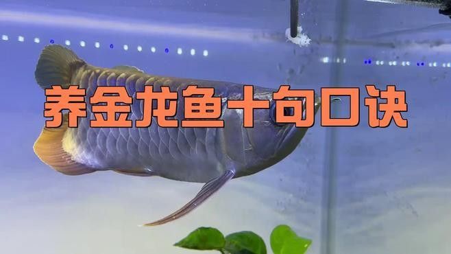 南陵龍魚市場有哪些知名商家，南陵龍魚市場有哪些知名品牌南陵龍魚市場實地探訪攻略