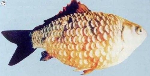 如何預防金龍魚立鱗病？（龍魚立鱗,龍魚鱗片常見的幾種疾病,你知道嗎）
