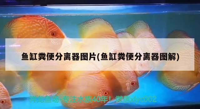 魚缸糞便分離器圖片(魚缸糞便分離器圖解)（祥龍魚缸糞便分離器圖片及魚缸糞便分離器圖解對應的信息）