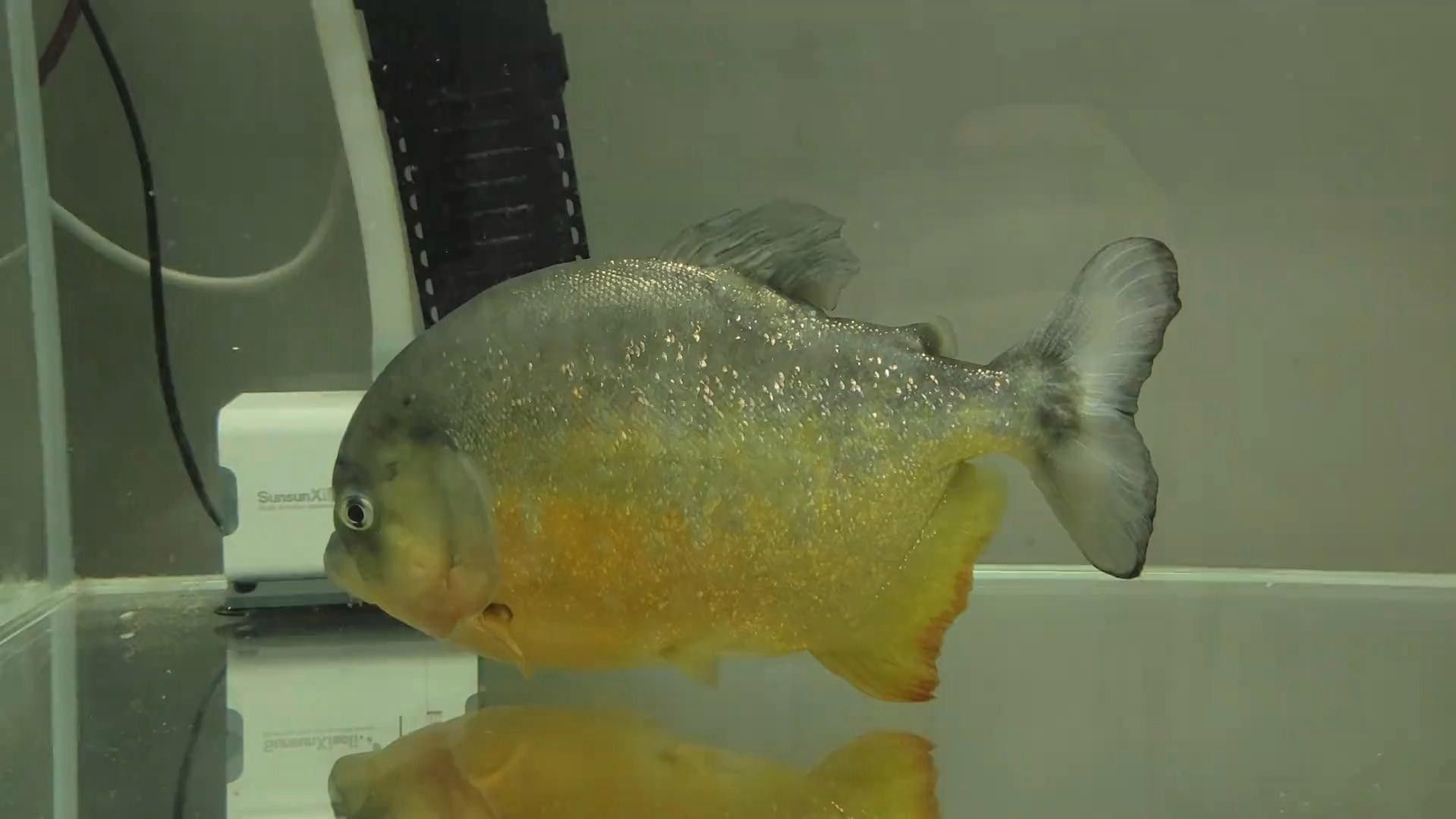 胭脂魚和龍魚的最佳混養比例（探討胭脂魚和龍魚混養的最佳比例時需要綜合考慮兩者的生態需求） 胭脂魚和龍魚的最佳混養比例（探討胭脂魚和龍魚混養的最佳比例時需要綜合考慮兩者的生態需求） 龍魚百科 第1張