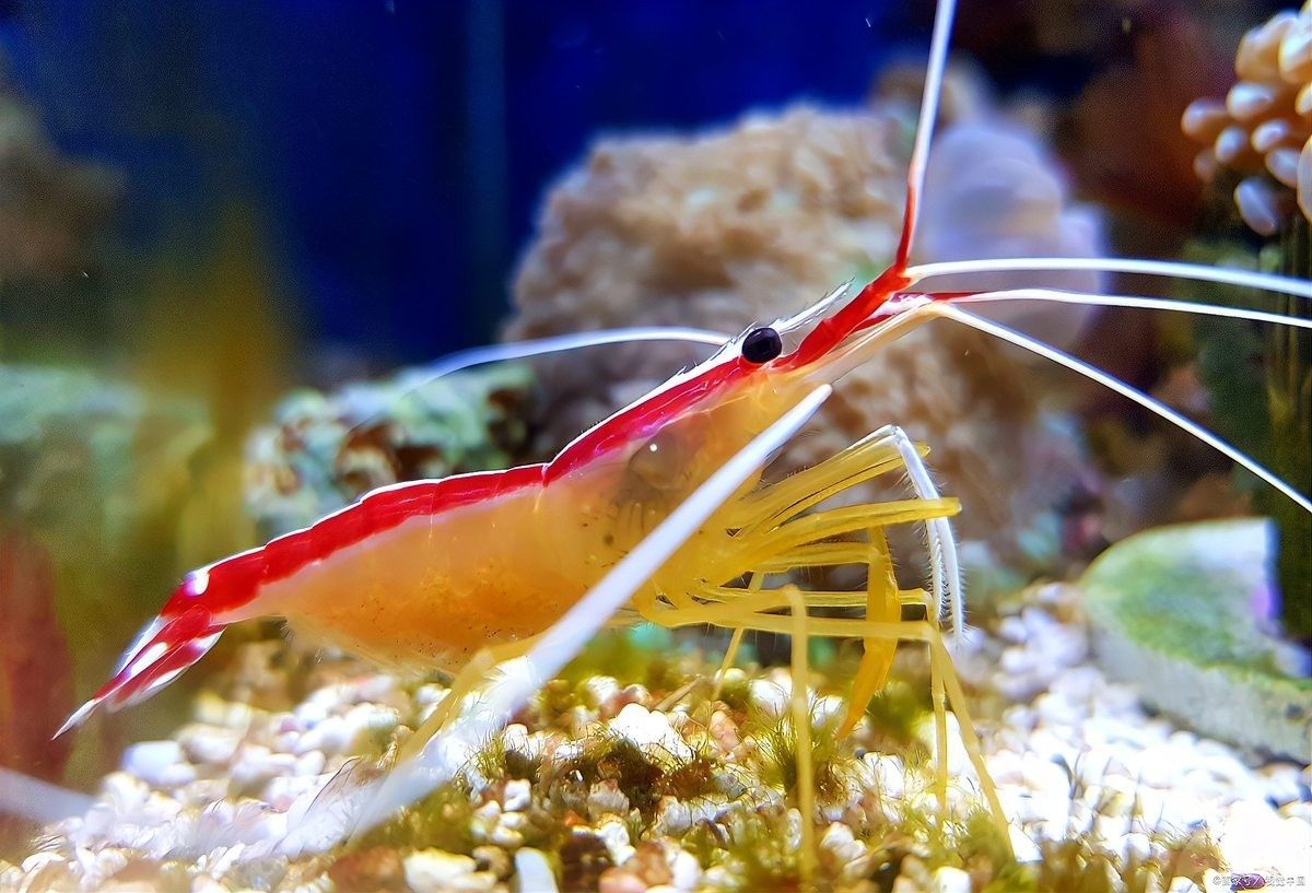 如何處理小魚的殘餌？（如何處理小魚的殘餌）