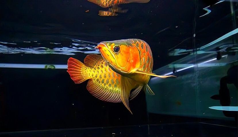 黃粉對魚有害嗎？（微信公眾平臺黃粉魚藥使用指南與注意事項追夢旅程） 黃粉對魚有害嗎？（微信公眾平臺黃粉魚藥使用指南與注意事項追夢旅程） 龍魚百科 第6張