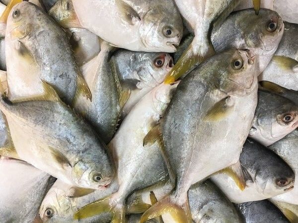 黃粉對魚有害嗎？（微信公眾平臺黃粉魚藥使用指南與注意事項追夢旅程） 黃粉對魚有害嗎？（微信公眾平臺黃粉魚藥使用指南與注意事項追夢旅程） 龍魚百科 第10張
