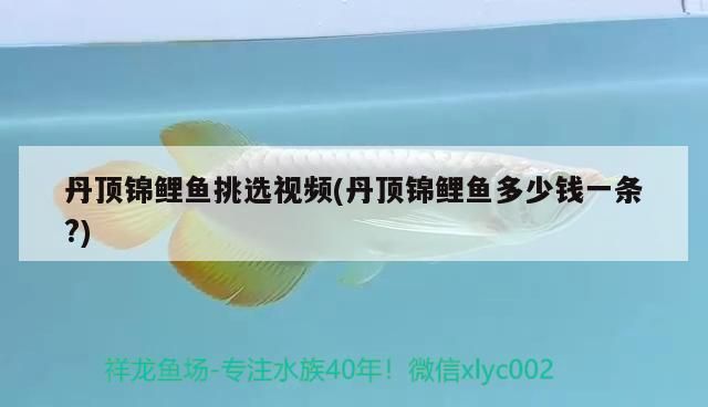 丹頂錦鯉魚挑選視頻(丹頂錦鯉魚多少錢一條?)（丹頂錦鯉魚如何挑選丹頂錦鯉魚的視頻指南及挑選技巧）