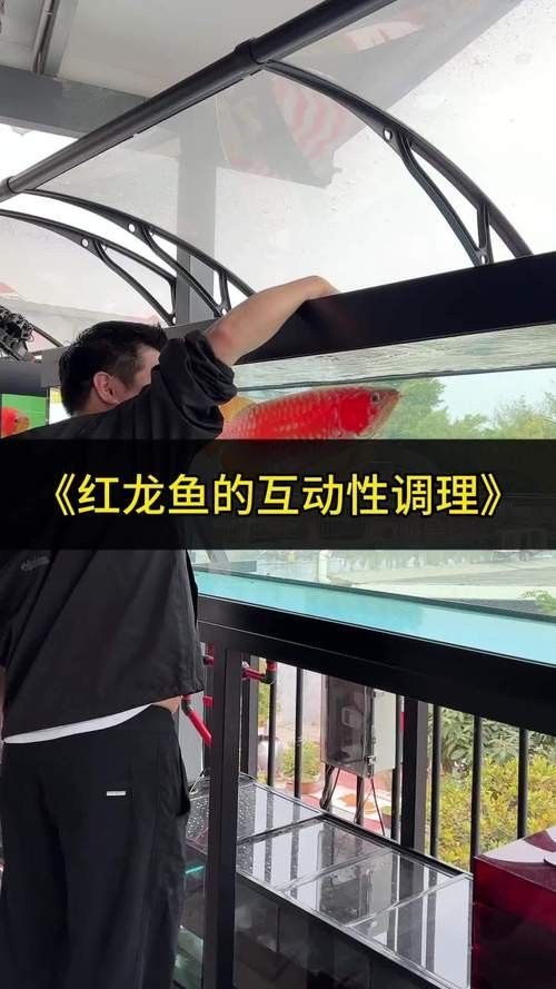 紅龍魚訓練互動需要哪些裝備（紅龍魚訓練互動需要以下裝備，）