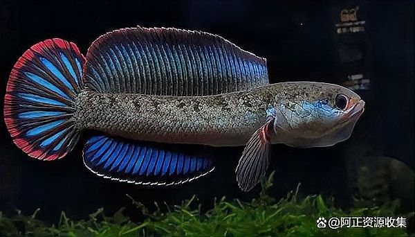 紅龍魚訓練互動需要哪些裝備（紅龍魚訓練互動需要以下裝備，）