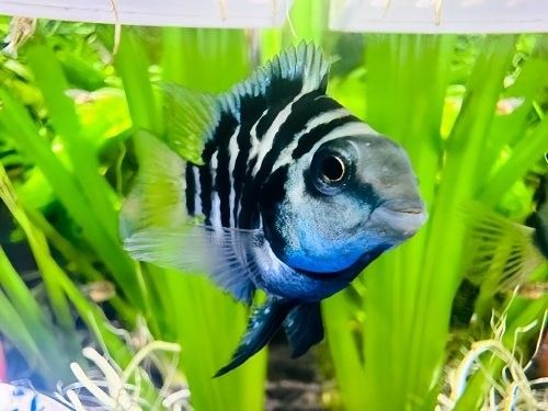 曼龍魚繁殖后多久隔離親魚（關于曼龍魚繁殖后隔離親魚的摘要）