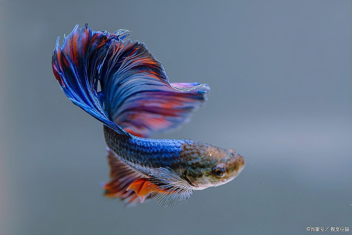 曼龍魚繁殖后多久隔離親魚（關于曼龍魚繁殖后隔離親魚的摘要）