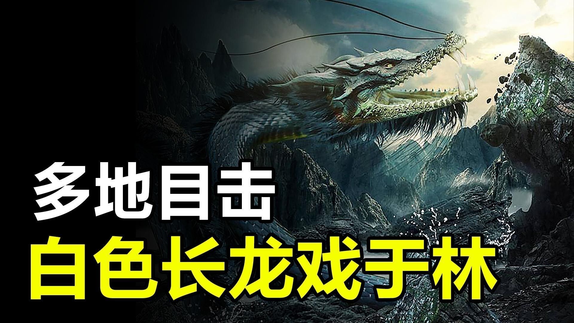 如何區分不同種類的白色恐龍魚（搜狐六角恐龍魚的品質鑒別要點，網友：我要為銀龍魚代言）