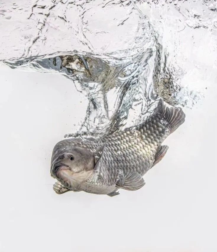 如何聯(lián)系南京龍魚批發(fā)市場的商戶（南京龍魚批發(fā)市場如何聯(lián)系商戶？） 如何聯(lián)系南京龍魚批發(fā)市場的商戶（南京龍魚批發(fā)市場如何聯(lián)系商戶？） 龍魚百科 第7張