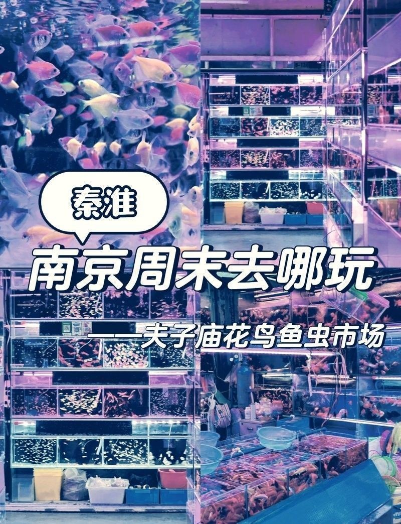 如何聯(lián)系南京龍魚批發(fā)市場的商戶（南京龍魚批發(fā)市場如何聯(lián)系商戶？） 如何聯(lián)系南京龍魚批發(fā)市場的商戶（南京龍魚批發(fā)市場如何聯(lián)系商戶？） 龍魚百科 第14張