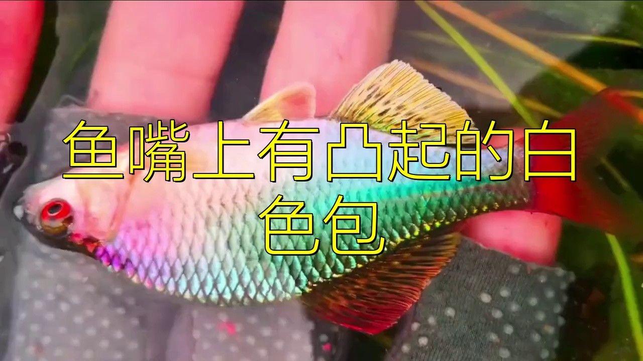 龍魚嘴上長疙瘩咋回事啊（龍魚嘴上長疙瘩怎么辦） 龍魚嘴上長疙瘩咋回事啊（龍魚嘴上長疙瘩怎么辦） 觀賞魚百科 第2張