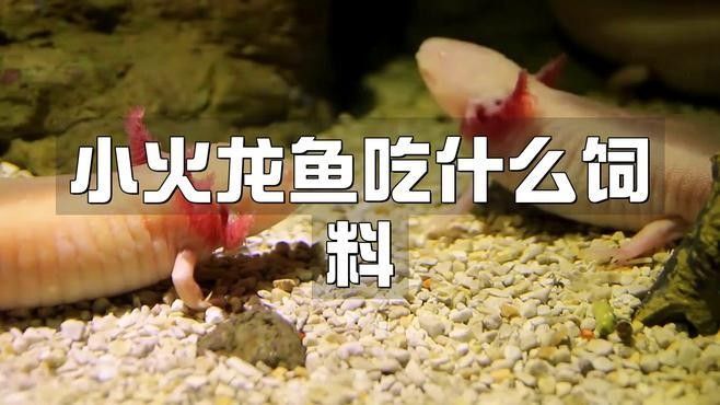 面包蟲如何喂養(yǎng)火龍魚（喂養(yǎng)火龍魚面包蟲的步驟）