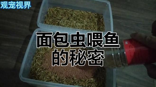 面包蟲如何喂養(yǎng)火龍魚（喂養(yǎng)火龍魚面包蟲的步驟）