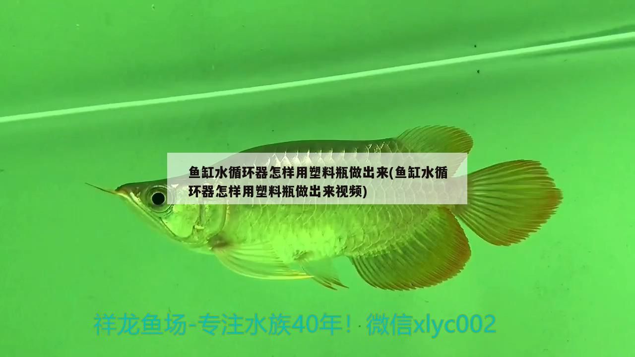 魚(yú)缸水循環(huán)器怎樣用塑料瓶做出來(lái)(魚(yú)缸水循環(huán)器怎樣用塑料瓶做出來(lái)視頻)（魚(yú)缸水循環(huán)器怎樣用塑料瓶做出來(lái)）