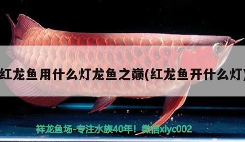 養紅龍魚要多大的魚缸合適呀（養紅龍用多大的缸）（養紅龍魚要多大的魚缸合適）
