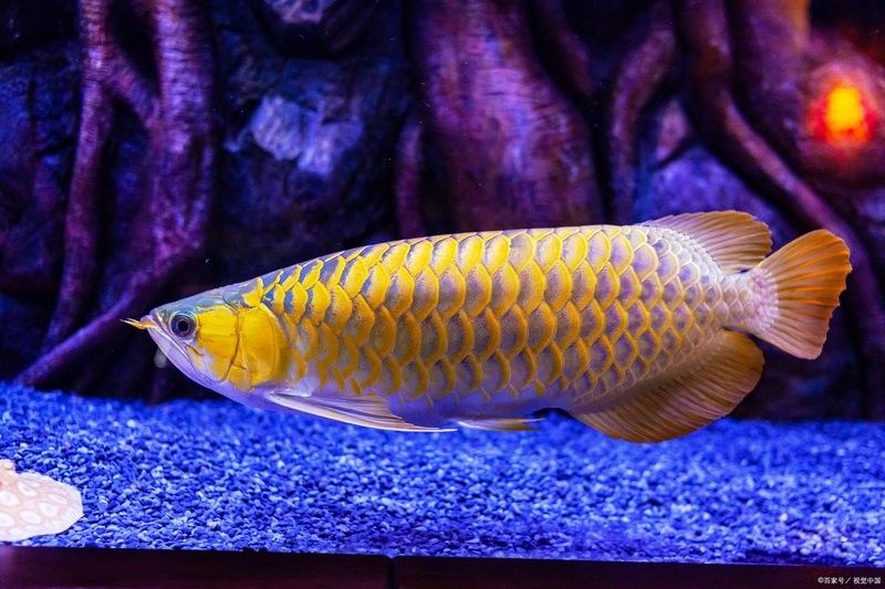 金龍魚多久需要加一次鹽（養金魚多久放一次鹽） 金龍魚多久需要加一次鹽（養金魚多久放一次鹽） 龍魚百科 第6張