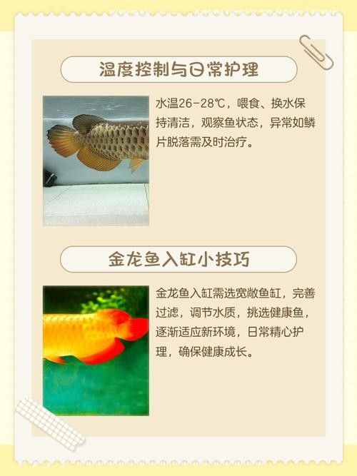 金龍魚多久需要加一次鹽（養金魚多久放一次鹽） 金龍魚多久需要加一次鹽（養金魚多久放一次鹽） 龍魚百科 第12張