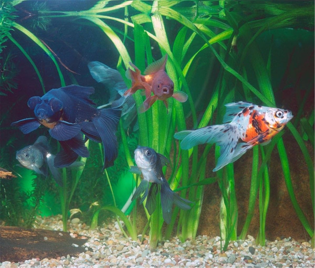 金龍魚多久需要加一次鹽（養金魚多久放一次鹽） 金龍魚多久需要加一次鹽（養金魚多久放一次鹽） 龍魚百科 第16張