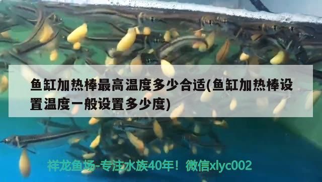 魚缸加熱棒最高溫度多少合適(魚缸加熱棒設(shè)置溫度一般設(shè)置多少度)（魚缸加熱棒最高溫度多少合適）