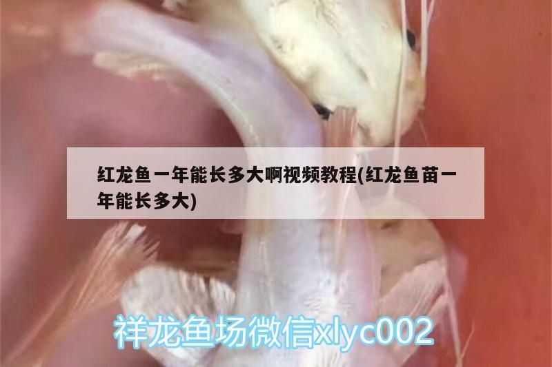 紅龍魚一年能長多大啊視頻教程(紅龍魚苗一年能長多大)（關于紅龍魚一年能長多大啊視頻教程）