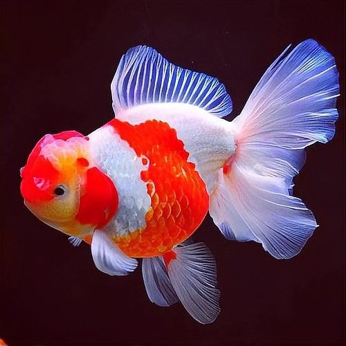 如何選擇適合的風水魚（北京人養風水魚有哪些講究哪些風水魚最適合辦公室擺放）