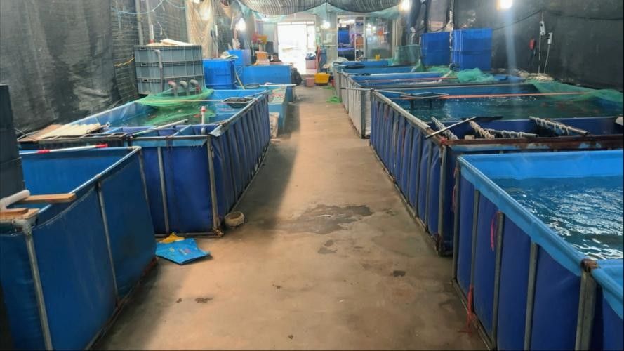 臨沂賣龍魚的地方哪個最好（臨沂賣龍魚的地方有哪些？）