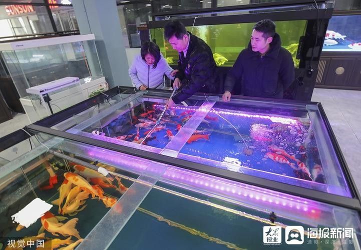 臨沂賣龍魚的地方哪個最好（臨沂賣龍魚的地方有哪些？）