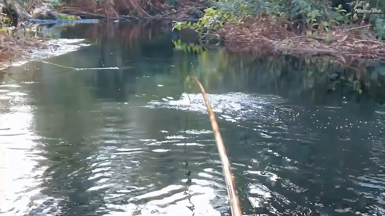 如何判斷雷龍魚是否咬鉤？（判斷雷龍魚是否咬鉤是釣魚過(guò)程中至關(guān)重要的一環(huán)）