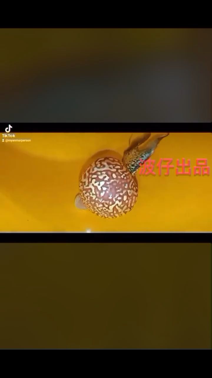 超級巨爆滿拉（“超級巨爆滿拉”現象，小綿羊魚友：寬度不夠，長度夠了）