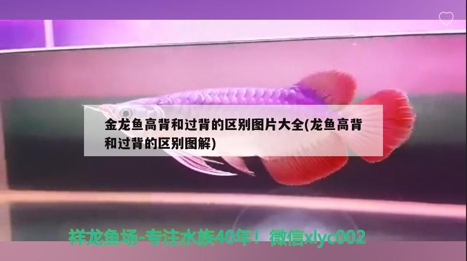金龍魚高背和過背的區別圖片大全(龍魚高背和過背的區別圖解)（金龍魚高背和過背和過背的區別圖片大全的區別圖片大全） 金龍魚高背和過背的區別圖片大全(龍魚高背和過背的區別圖解)（金龍魚高背和過背和過背的區別圖片大全的區別圖片大全） 觀賞魚百科