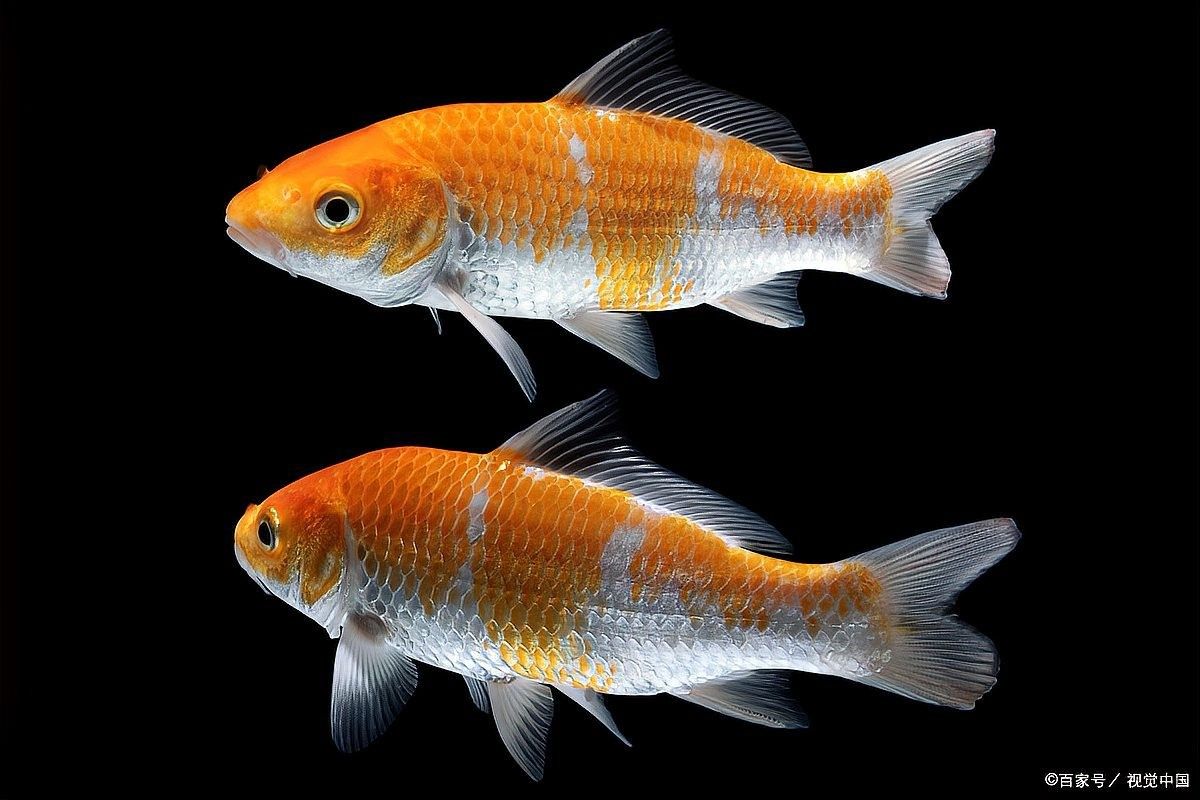 紅龍魚鱗片發黑能自愈嗎？（紅龍魚鱗片發黑是否能自愈）