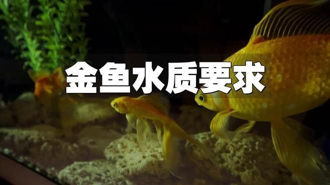 如何調整水質以適應兩種魚類？（養(yǎng)魚新手如何調整水質以適應兩種不同種類的魚類）