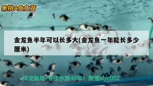 金龍魚半年可以長多大(金龍魚一年能長多少厘米)（金龍魚半年可以長多大）