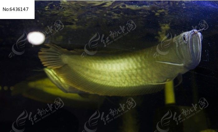 高清全龍魚圖片哪里可以找到（全龍魚圖片可以在多個在線資源中找到一些可能的獲取途徑）